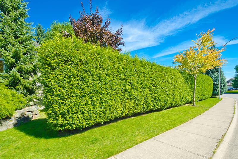 Vente de cèdres à haies à Vaudreuil-Dorion<br>Vendeur de cèdres à haies et de végétaux à Vaudreuil-Dorion<br>Plantation de cèdres à haies et de végétaux à Vaudreuil-Dorion