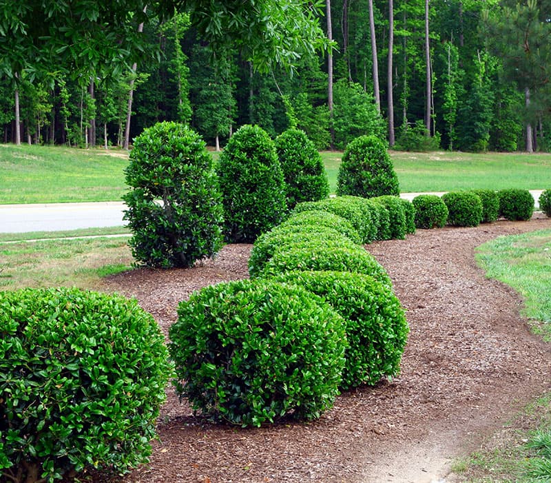 Vente de cèdres à haies aux Cèdres<br>Vendeur de cèdres à haies et de végétaux aux Cèdres<br>Plantation de cèdres à haies et de végétaux aux Cèdres