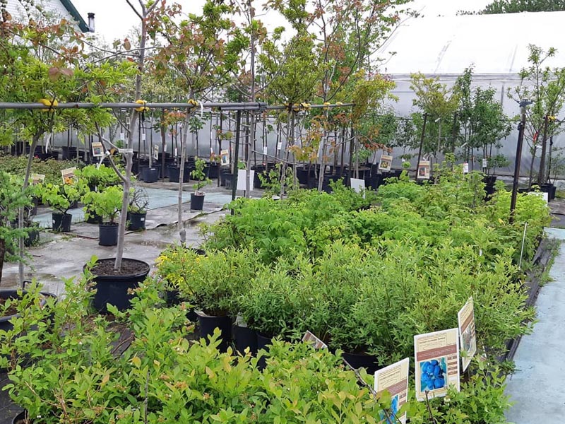 Producteur de cèdre à haies Vaudreuil-Soulanges